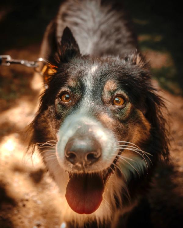 Mila, splendida Border Collie Foto 4